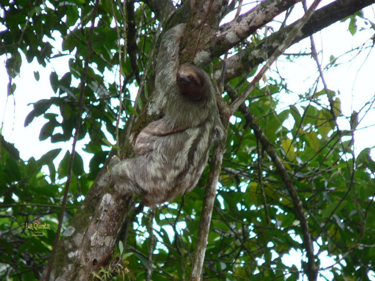 La Quinta Sarapiqui Lodge Luaran gambar